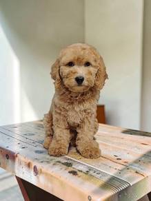 Toy poodle female offer price 