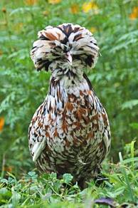 Anak ayam Tolbunt Poland chick chicken bird 