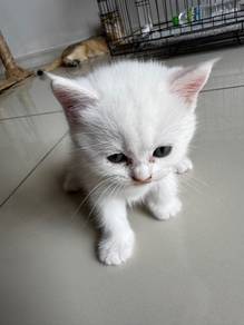 Non Standard Munchkin BSH Kitten Female