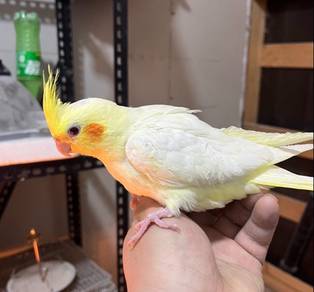 cockteil burung bird teil