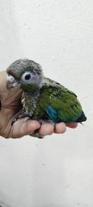 Burung