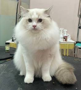 Ragdoll