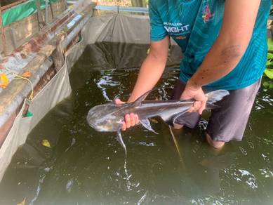 Giant Chao Phraya catfish/patin Chao pharaya
