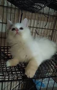 Persian mix