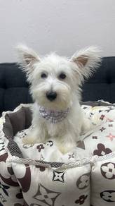 西高地男
Westie
Male west highland terrier