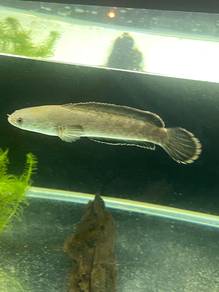 ikan channa limbata tempatan betina_03