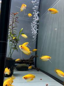 Golden Honey Gourami