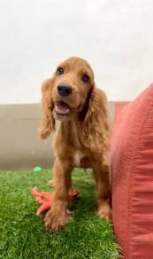 Cocker spaniel english male