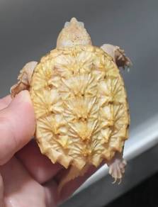 Very RARE *Hypo White* Snapping Turtle (FST)