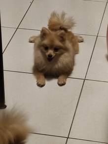  Purebred Yellow Pomeranian Baby girl
