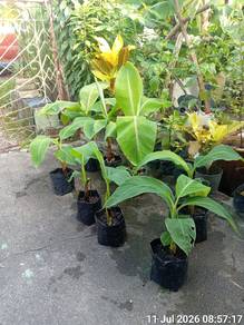 anak pokok pisang tanduk 