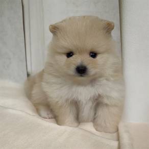 Pomeranian good quality