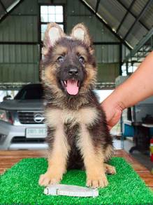 German shepherd puppies 