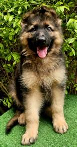 GERMAN SHEPHERD PUPPIES GSD223 🐻 Good structure