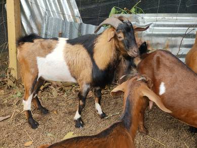 kambing kg induk 7ekor