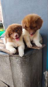 Japan Puppies