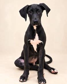 Great Dane puppy 
