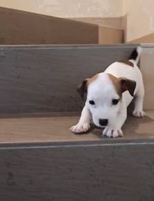 JRT Jack Russell puppy