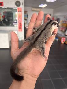 sugar glider white face /male 1 month ++