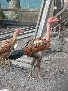 ayam baka