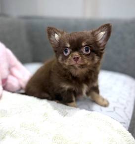 CHIHUAHUA PUPPIES 275 🌷Head Apple Cute Dog