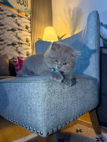 British Shorthair