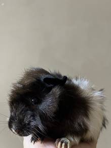 Guinea Pig