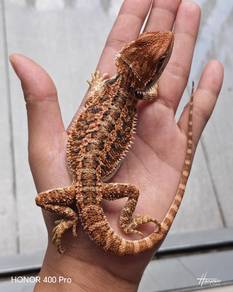 Bearded Dragon 