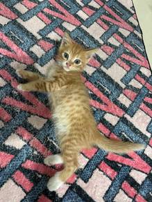 Anak Kucing Percuma
