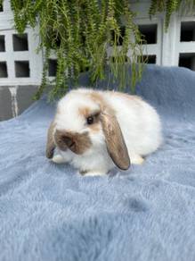 arnab rabbit HL holland lop dwarf broken tort