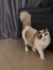 Momy Ragdoll Proven