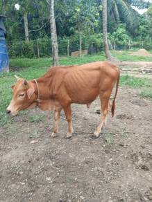 Lembu jantan murah
