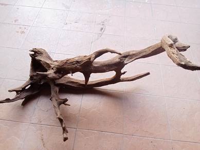 Large Drift Wood