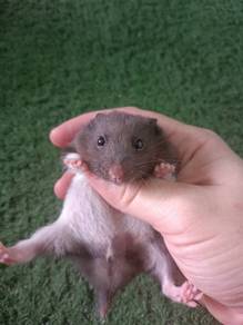 hamster syrian 