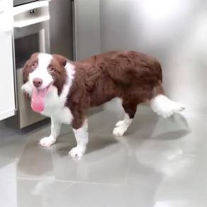 Border collie male mka and chip