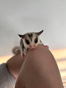 Sugar Glider Mosaic betina