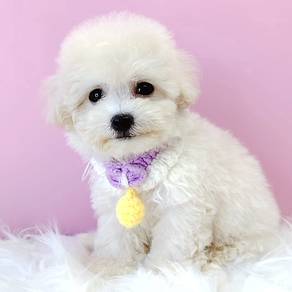 Maltipoo