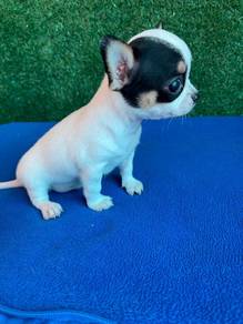 Apple head Chihuahua 