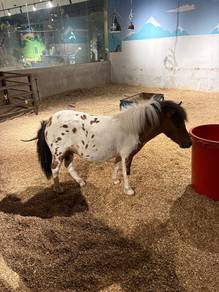 Falabella Horse US Imported