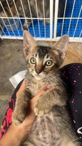 kucing for adopt