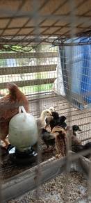 anak ayam cmpur2 ada kcuk ayam hutan sbung