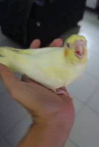 cockateil jinak