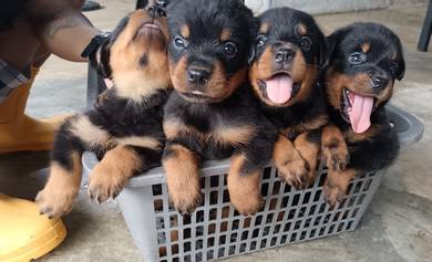 Rottweiler Puppy