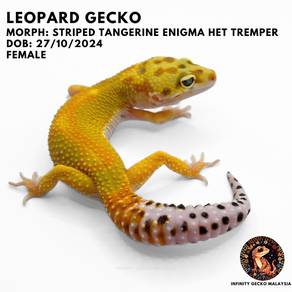 Leopard Gecko Malaysia Striped Tangerine Tremper