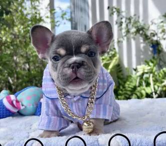 FRENCH BULLDOG PUPPIES 🌻S234 Boy~Girl