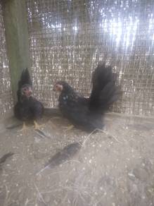 ayam kate chabo