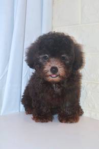 J0554 Grey Poodle Cute Doll Face Teddy Puppy