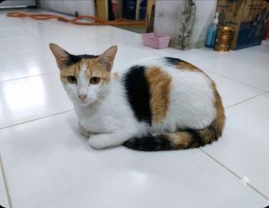 GirlCalico Adoption Ipoh