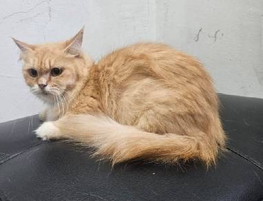 Female Munchkin / kucing Munchkin