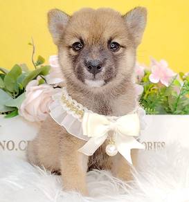 Shiba